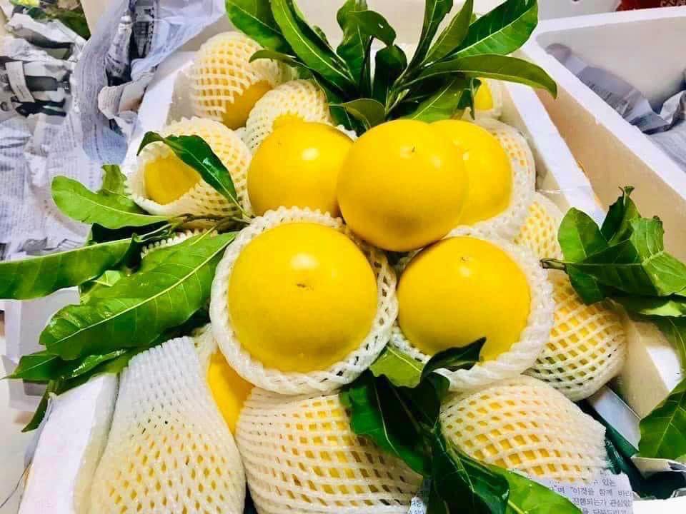 CÂY GIỐNG VÚ SỮA HOÀNG KIM [ CÂY GHÉP cao gần 1m như hình thực tế ạ].
