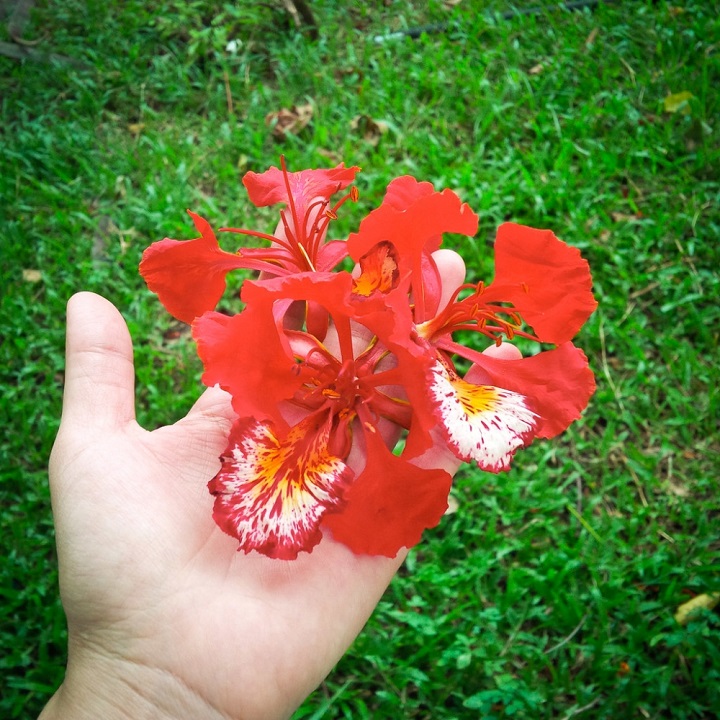 CÂY GIỐNG HOA PHƯỢNG VỸ ĐỎ - HOA ĐẸP BỀN