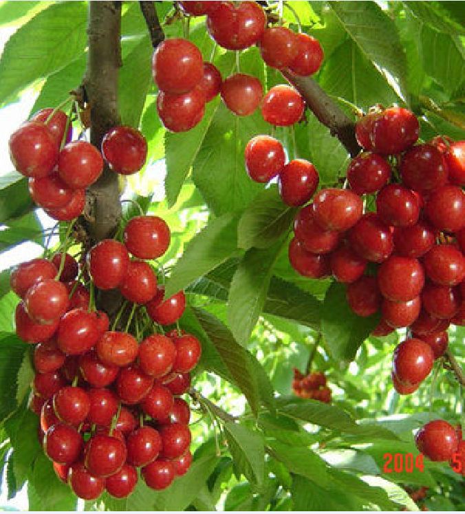"Gói 10 "Hạt giống Cây Ăn Trái Cherry Đỏ [Seeds]