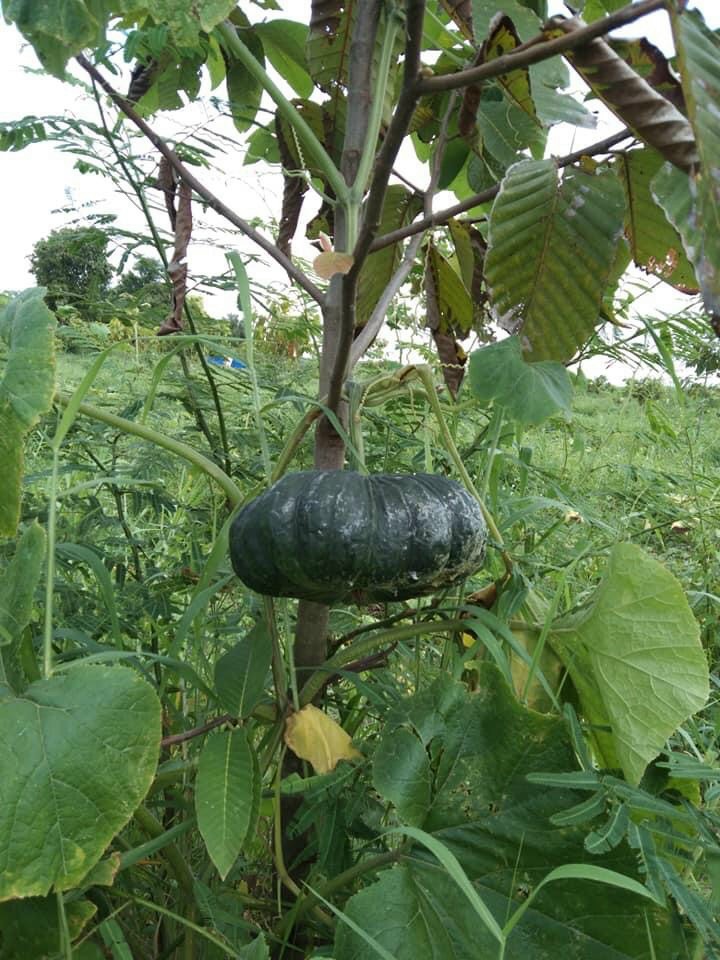 [HCM]Hạt giống bí đỏ tròn (Bí rợ)
