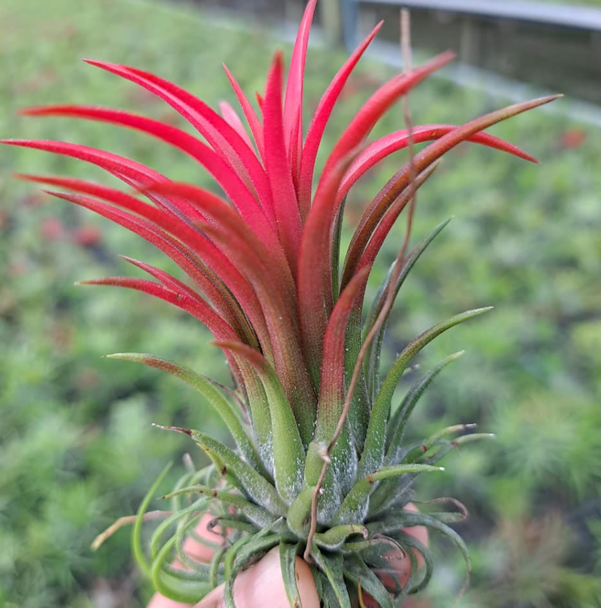 Cây không khí fuego