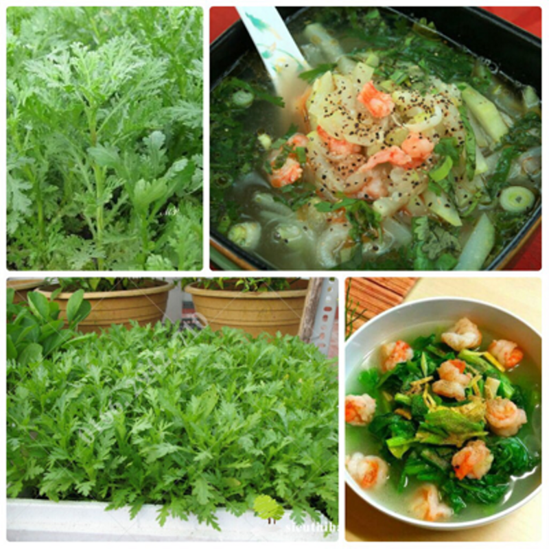 Hạt giống rau cải cúc tần ô - 1 gói 20gr