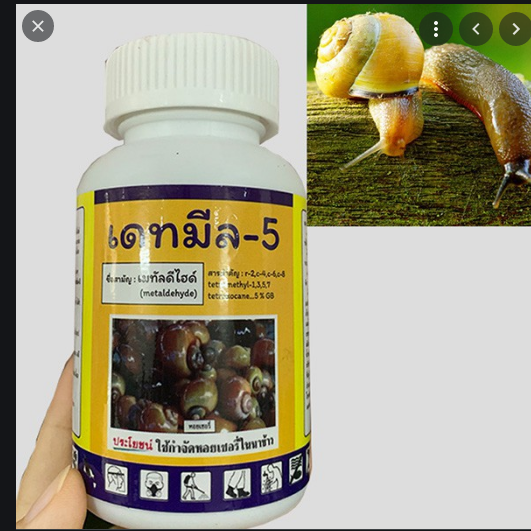 Thuốc diệt sên - Bả DIỆT ỐC SÊN THÁI LAN - 100GR