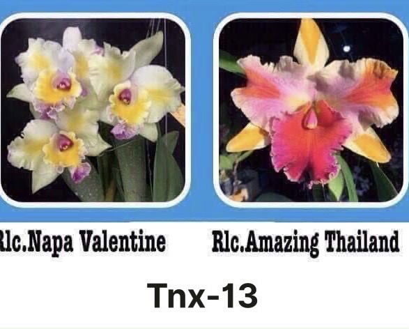 Lan Cattleya Cây Giống Nhiều Màu