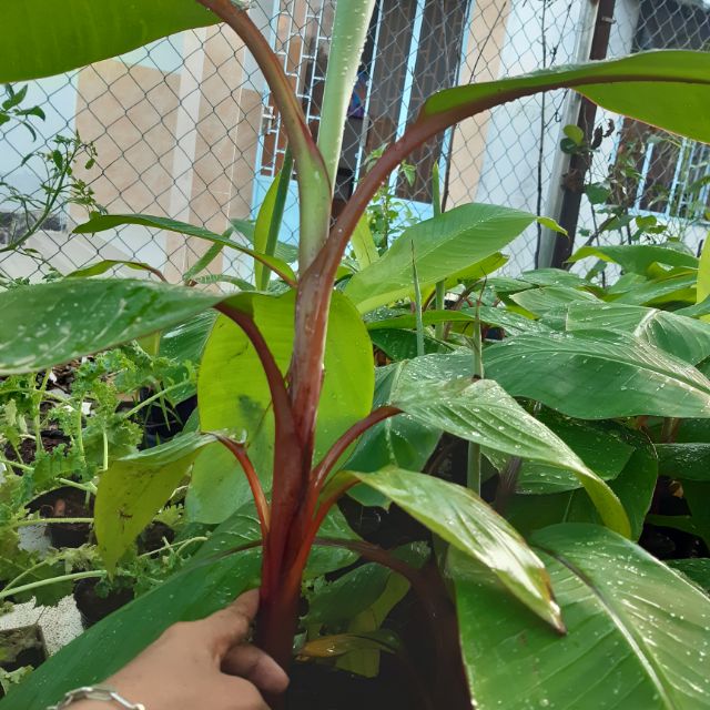(GIỐNG CHUẨN) Cây Chuối đỏ cây mô, cây đẹp, giống chuẩn