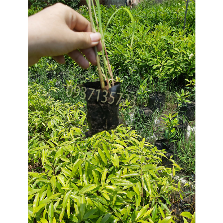 [HCM]combo 5 cây trầm hương ( cây giống )