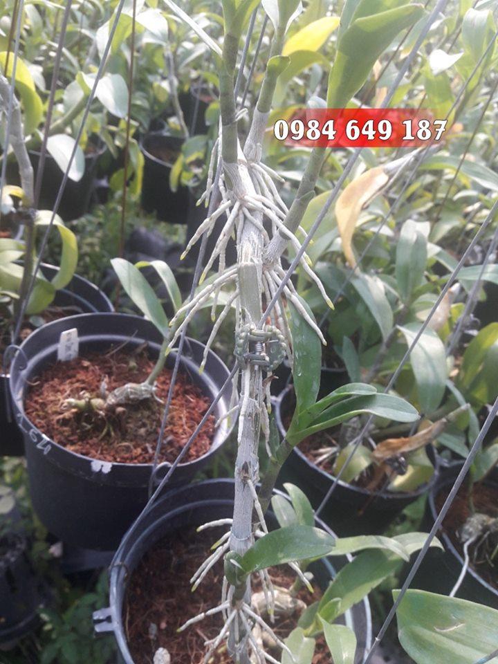 chiêu kích rễ của thầy tám ngọc [hỗ trợ vc]