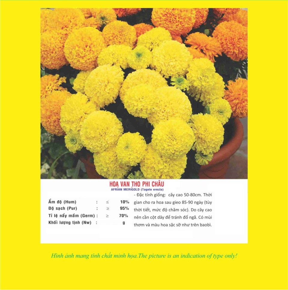 Hạt giống hoa vạn thọ Mix VTP77 | Vạn Tín Store