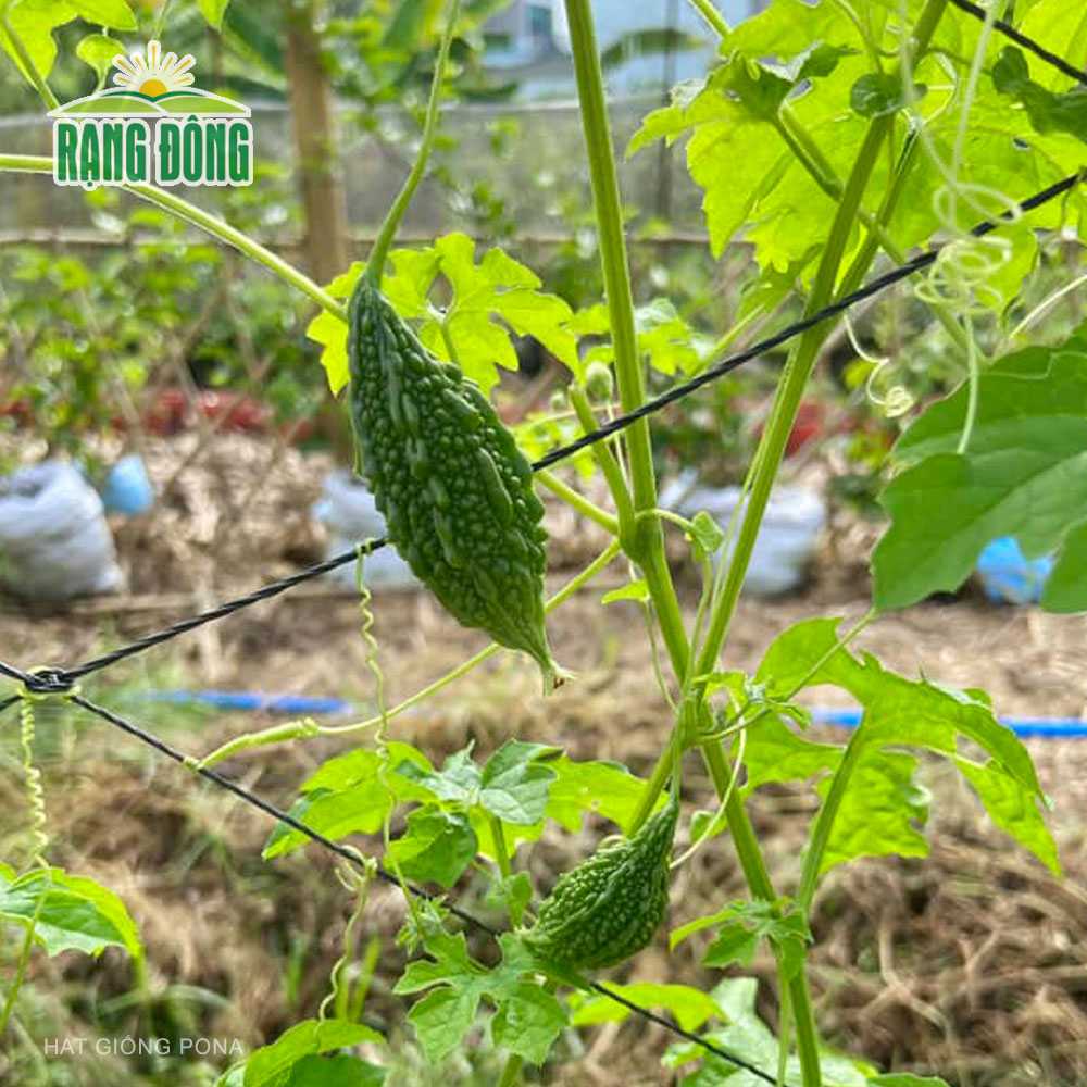 Hạt giống Khổ qua rừng RADO 52 (1g) - Hạt giống Rạng Đông