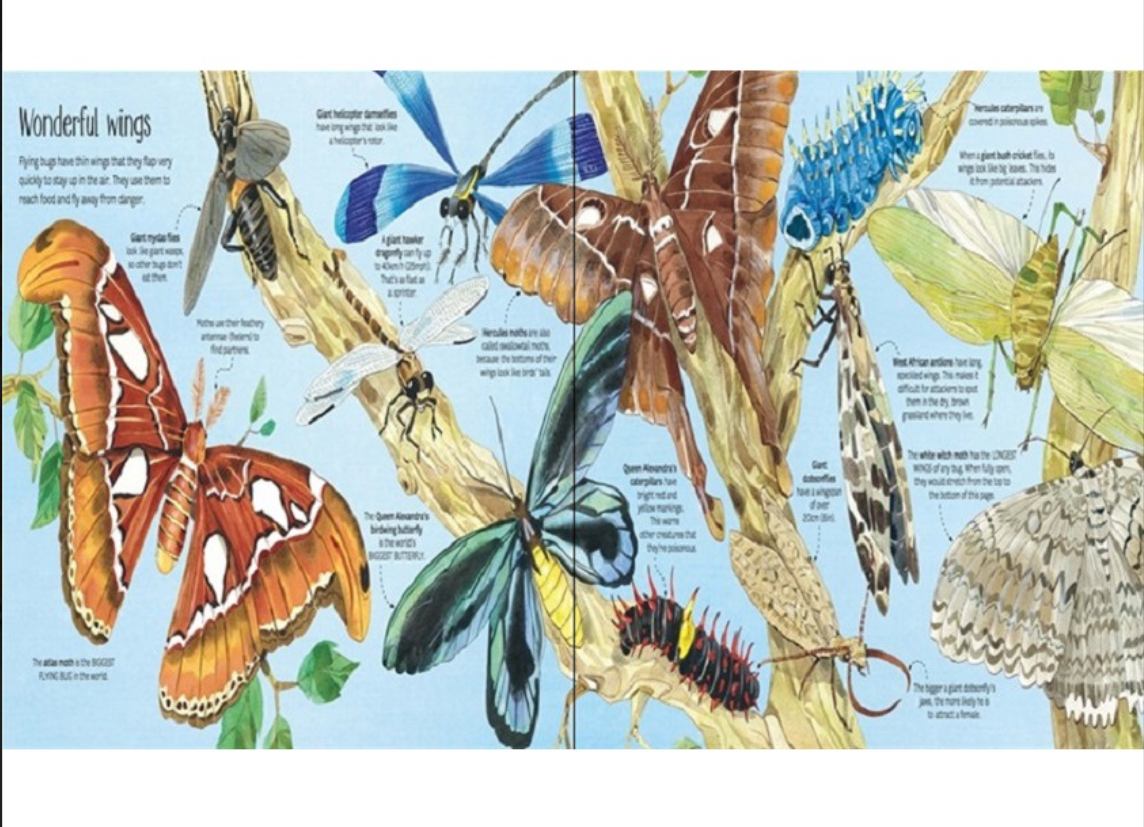Sách-Anh:  Usborne Big Book of Bugs