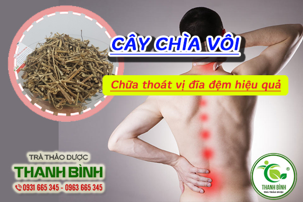 Cây chìa vôi 1kg - thảo dược thanh bình
