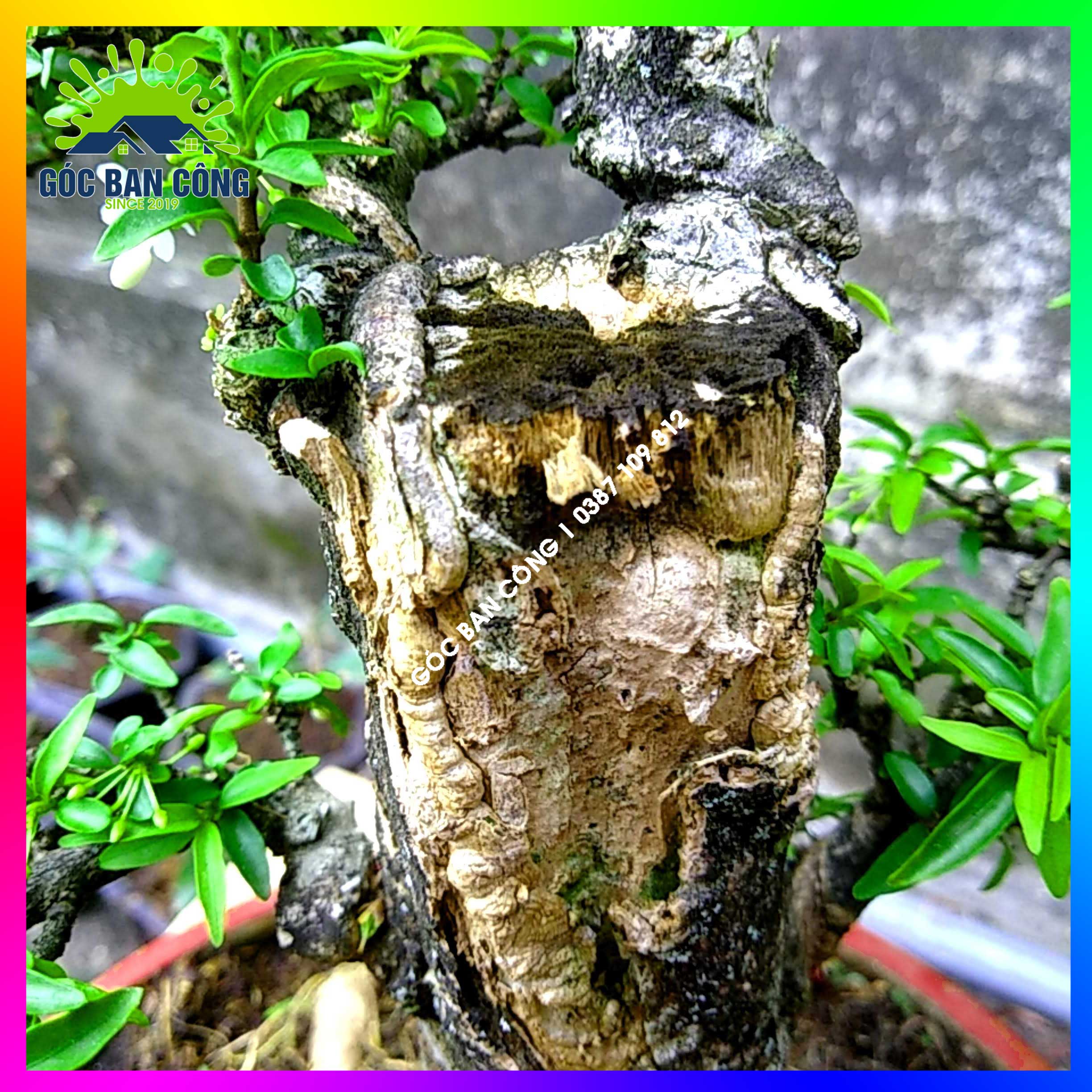Mai Chiếu Thủy Kim Giòn Bonsai Mini - CTBS01