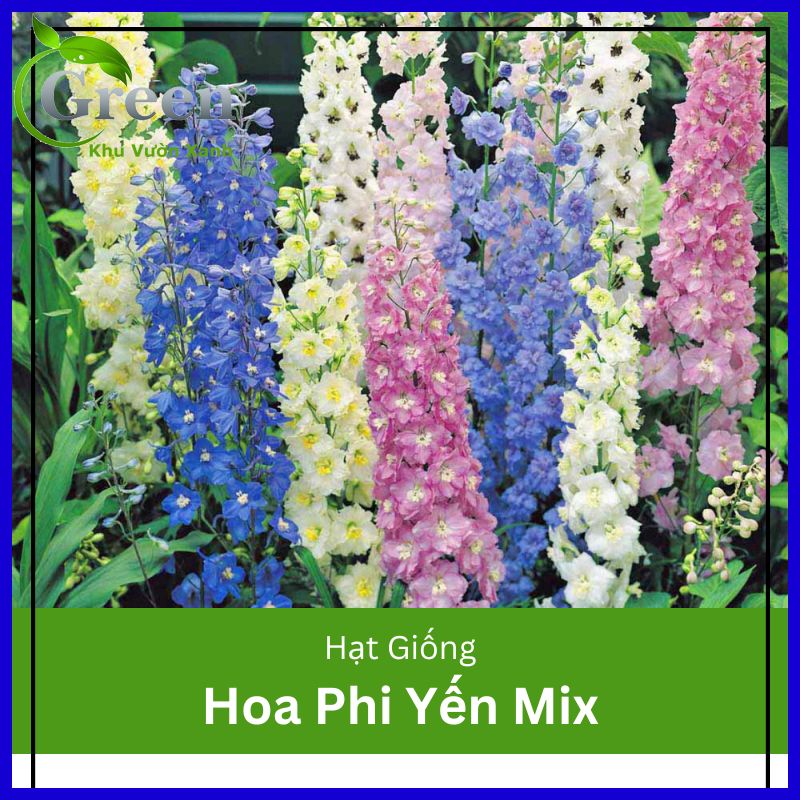 Hạt giống hoa phi yến nhiều màu mix