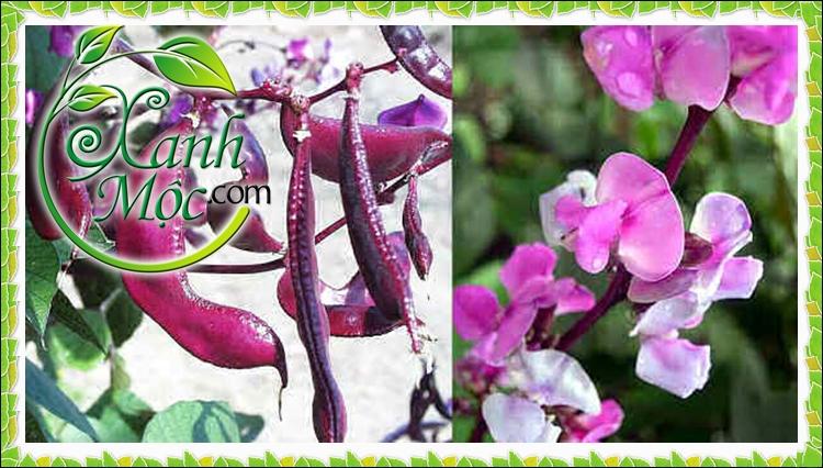 Combo 1 gói Hạt giống Đậu ván tím, 1 gói kích nảy mầm, 1 gói phân bón nảy chồi ra lá