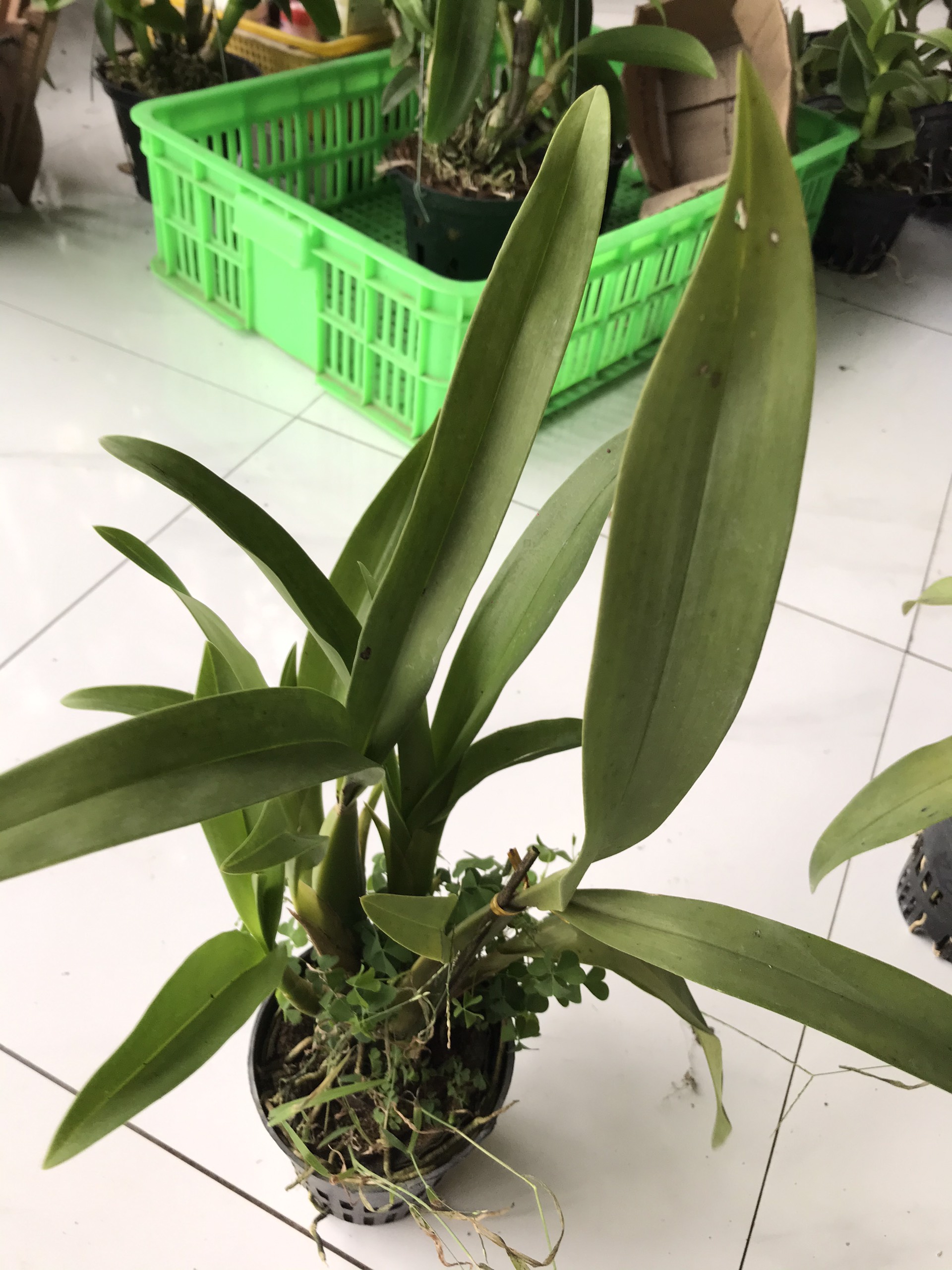 Vũ nữ nhện Xanh