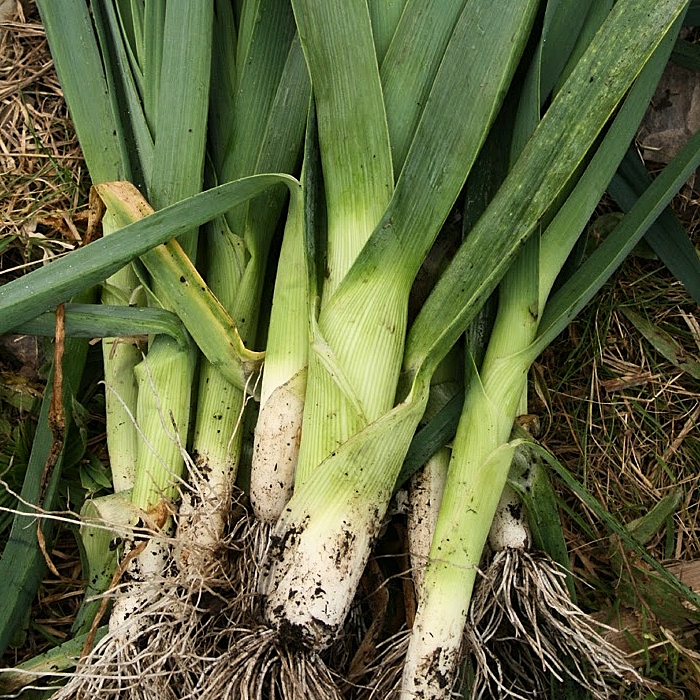 Poireau (Leek) Seeds (Rado 642) 1gr Package
