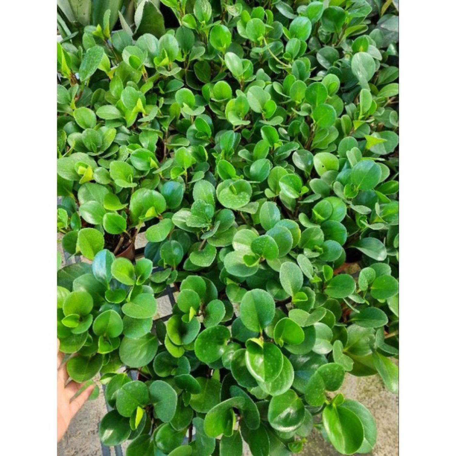 chậu cây trường sinh -  cây để bàn ( cây chưa bao gồm chậu)