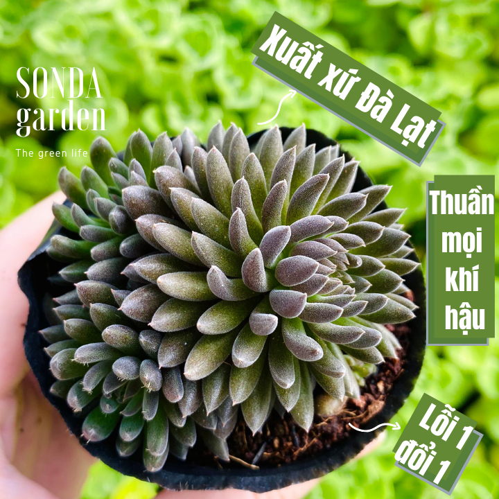 SEN ĐÁ NHÍM ĐEN SIZE BÉ SIÊU KHOẺ ĐẸP LỖI 1 ĐỔI 1