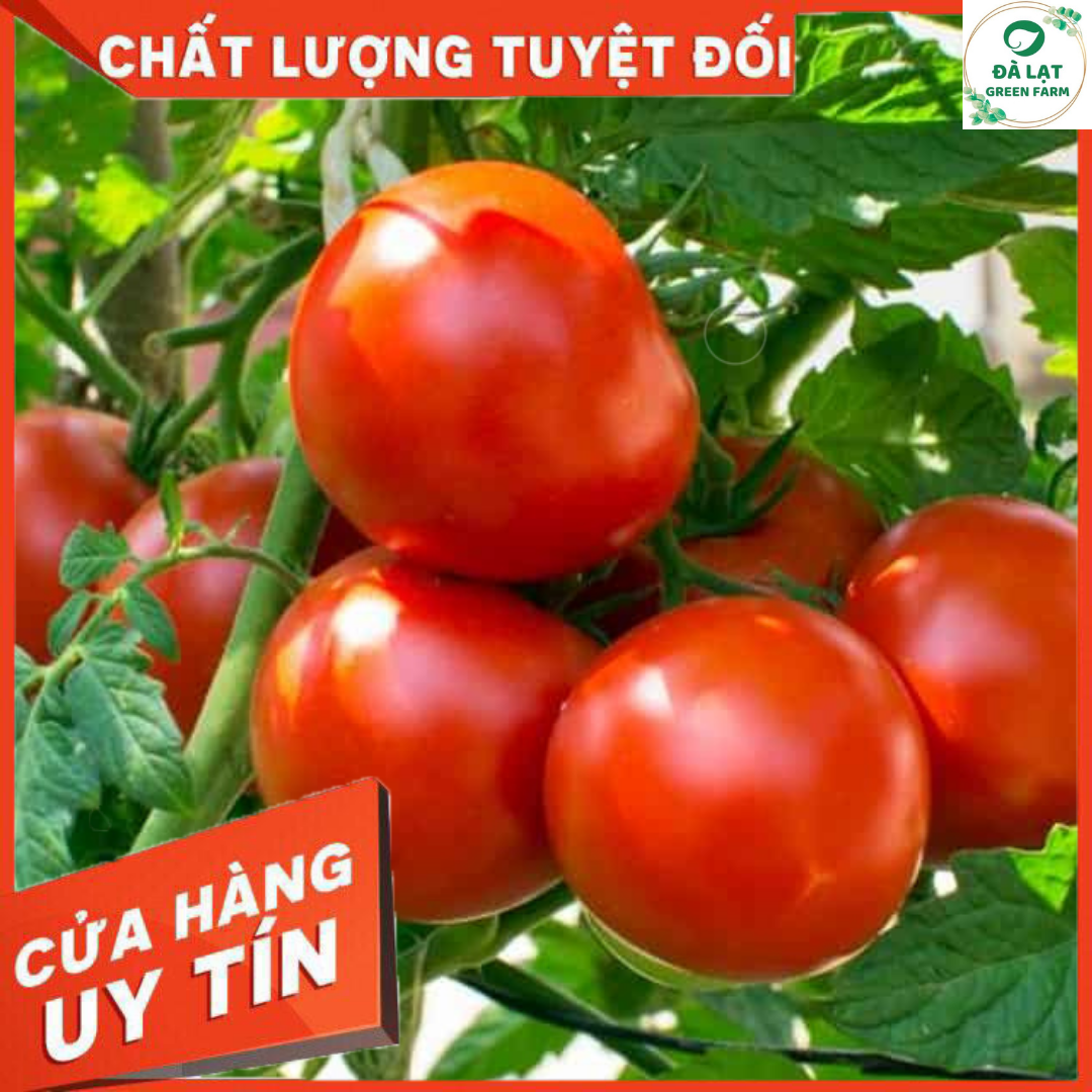 HẠT GIỐNG CÀ CHUA QUẢ TO CHỊU NHIỆT (CAO SẢN)_50 HẠT