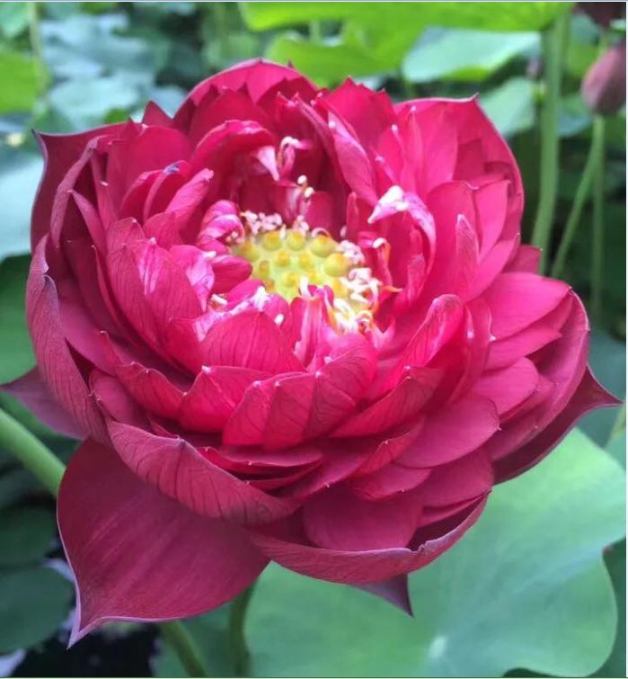 Hạt giống sen bách diệp hoa màu đỏ - 5 hạt