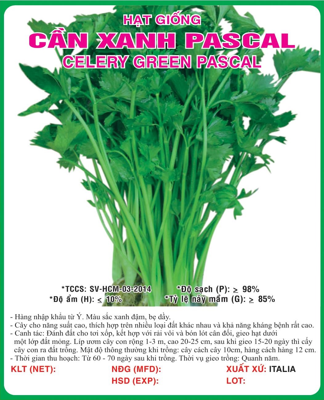 Hạt giống rau Cần cọng xanh Pascal - Cần Tây VTP82 | Vạn Tín Store