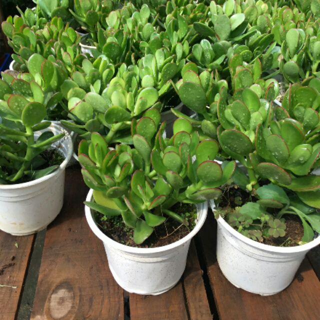 Sen Đá Thạch Bích Chậu Lớn