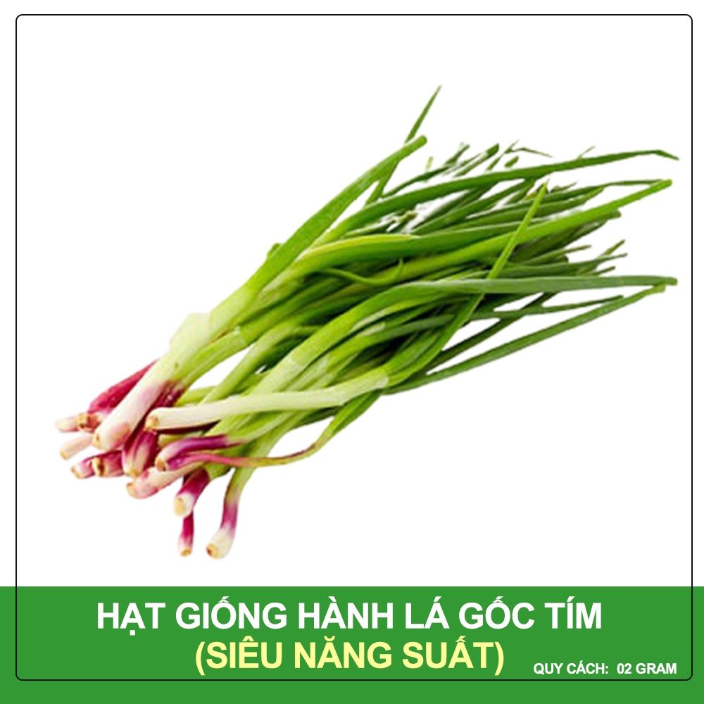 Hạt giống hành lá rado 25 rạng đông gói 2.5gram