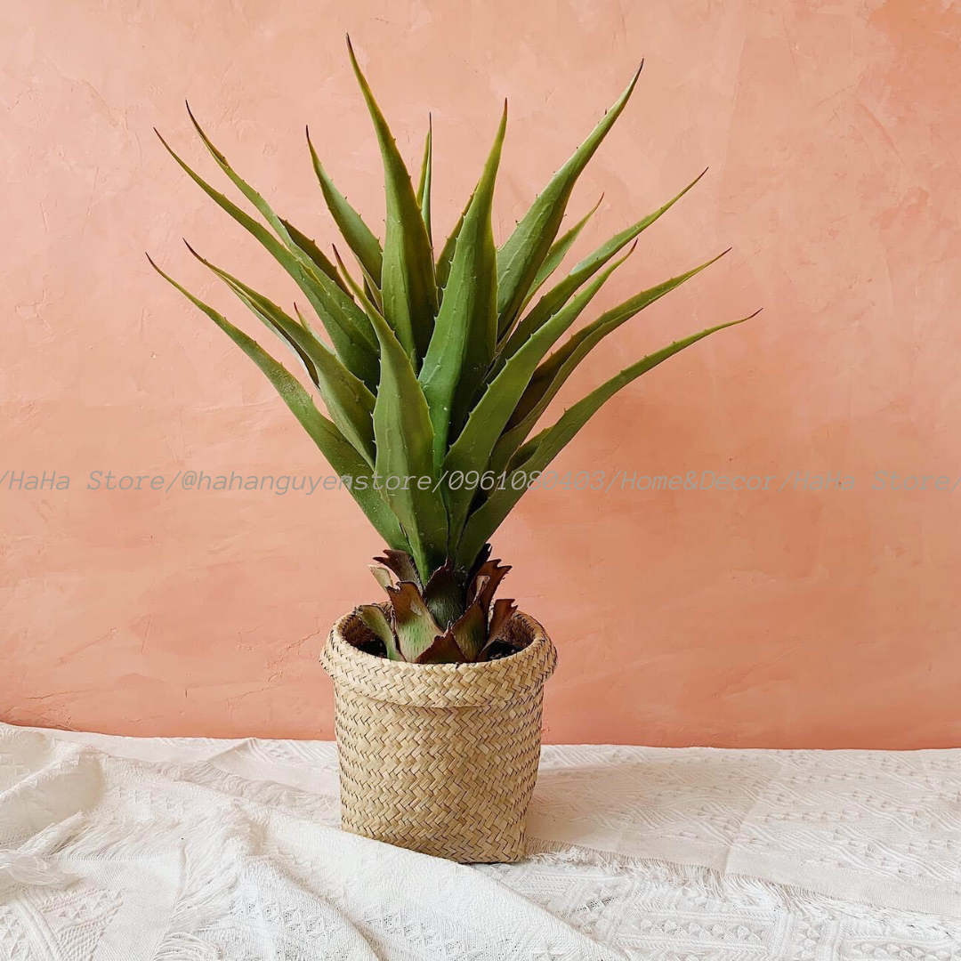 Thúng cói Decor Giỏ Cói Trồng cây GCD02