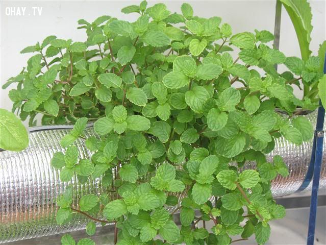 100H # Hạt giống rau húng lủi ( húng tròn ) ( tặng phân bón kích mầm ) .