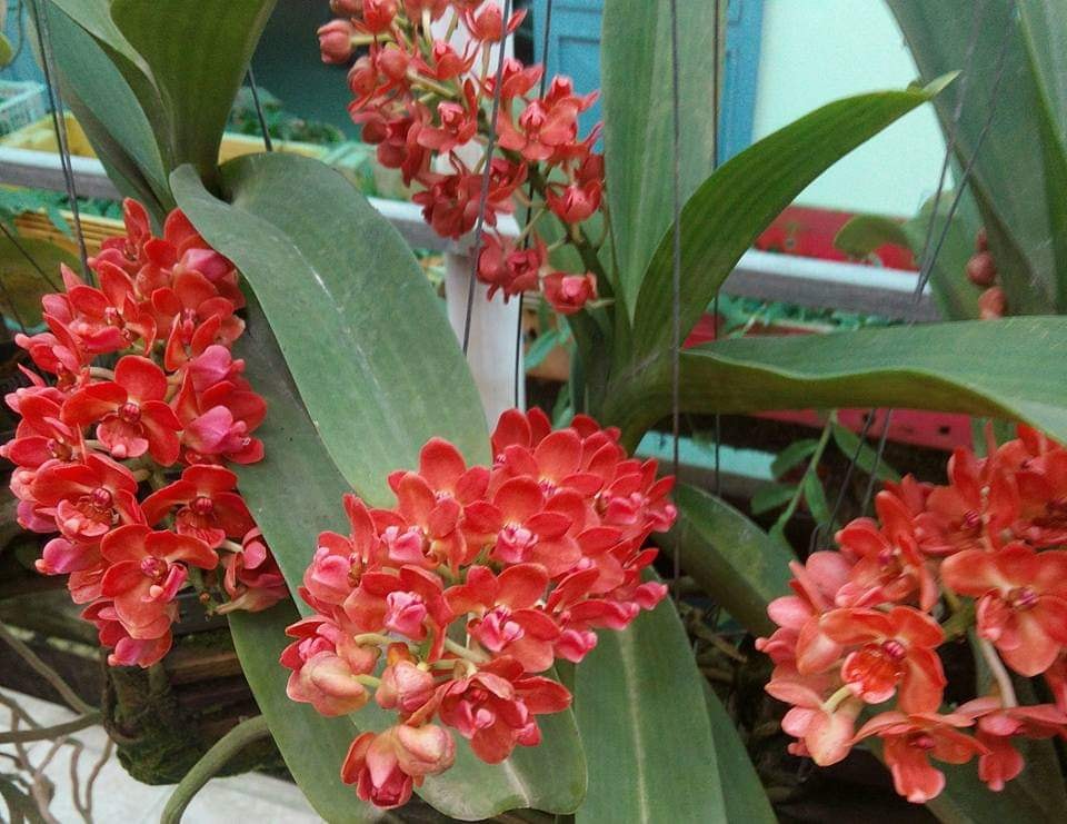 lan ngọc điểm màu cam cây lớn