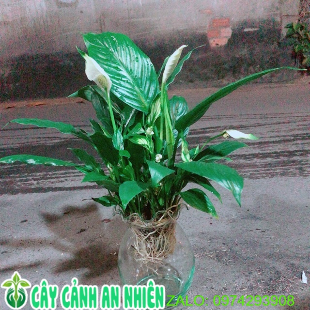 Chậu Cây Lan Ý Thuỷ Sinh (có kèm chậu thuỷ tinh)