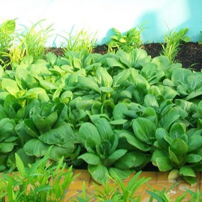 Đất sạch hữu cơ lavamix (6.5dm3) trồng cây, trồng rau sạch