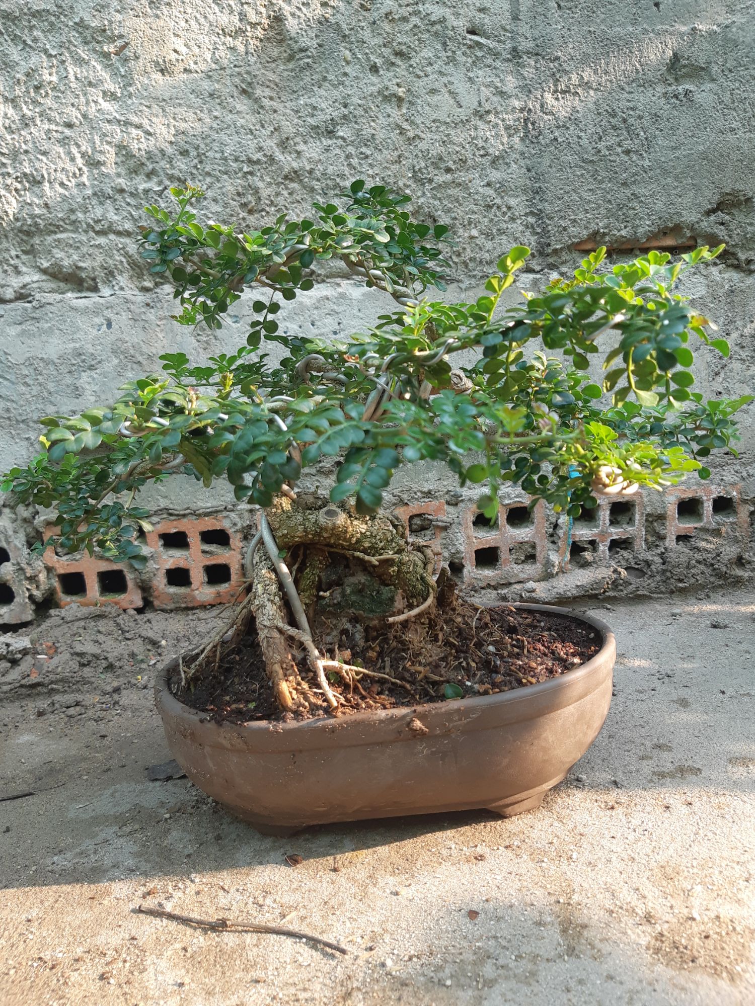 cần thăng bonsai