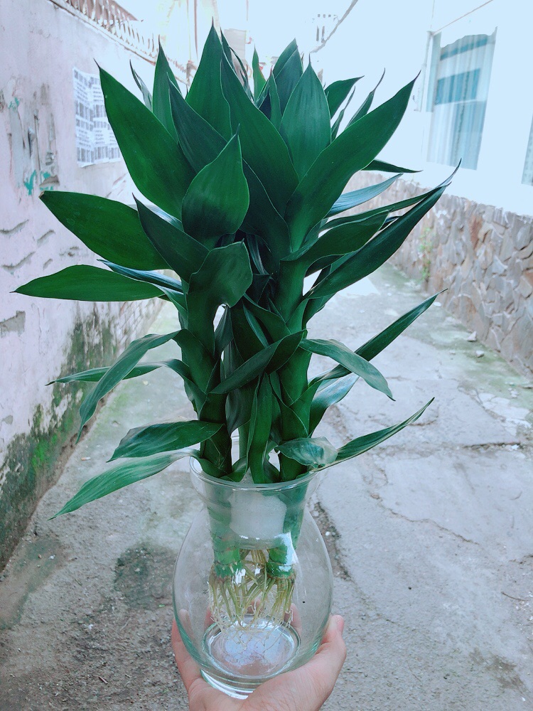 Chậu Phát Tài Búp Sen