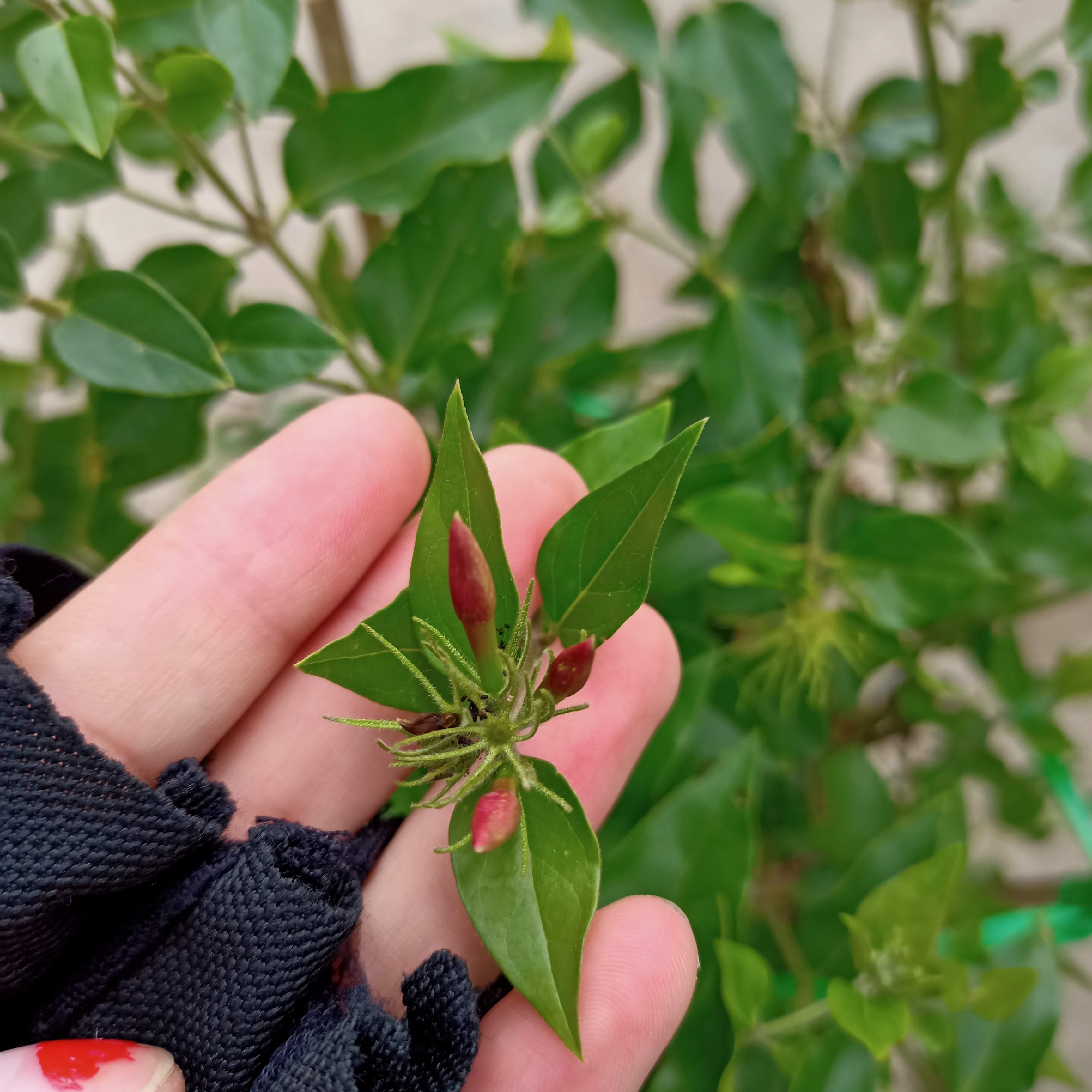 Cây nguyệt quế leo - Summer Garden