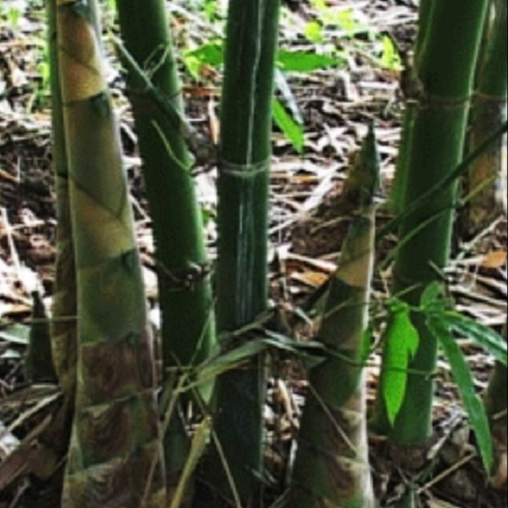 CÂY GIỐNG MĂNG TRE BÁT ĐỘ, CAM KẾT GIỐNG CHUẨN F1