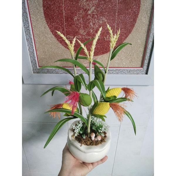 Chậu bắp đất sét mẫu để bàn
