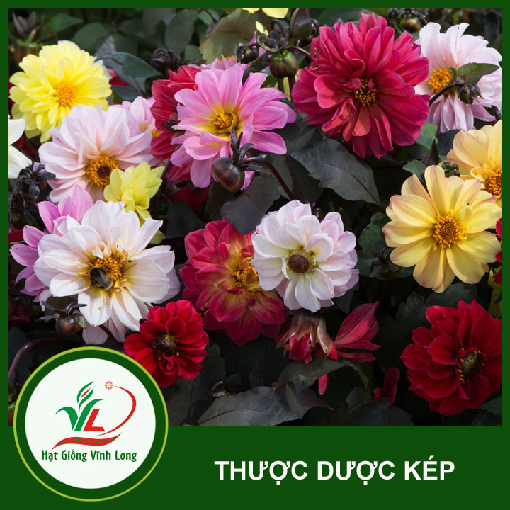 Hạt giống hoa Thược dược kép RD 894 - 0,1g