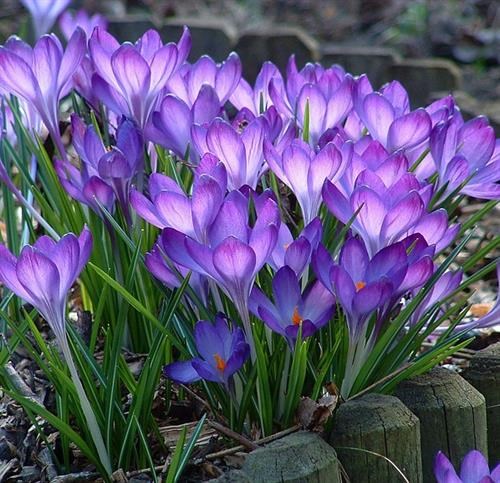 Combo 20 Củ hoa nghệ tây (Saffron) lấy nhụy