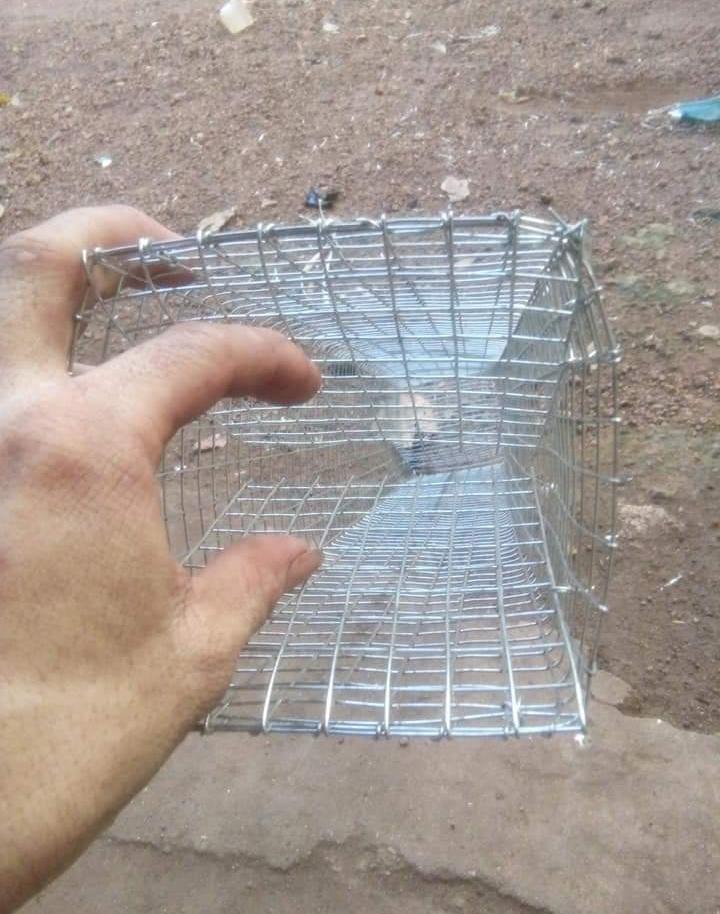10 lồng bẫy rắn dài 75cm