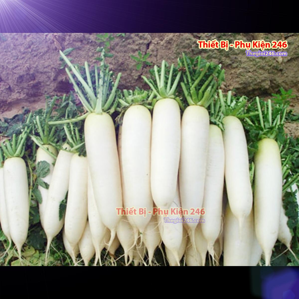 Hạt giống củ cải trắng VT-42