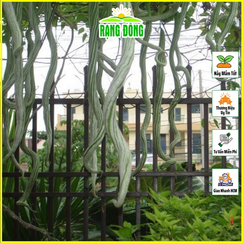 Hạt giống Mướp Rắn Lai F1 Trái Dài 55-60cm, Trái Ngọt, Trồng Quanh Năm (gói 5 hạt) - Hạt giống Rạng Đông