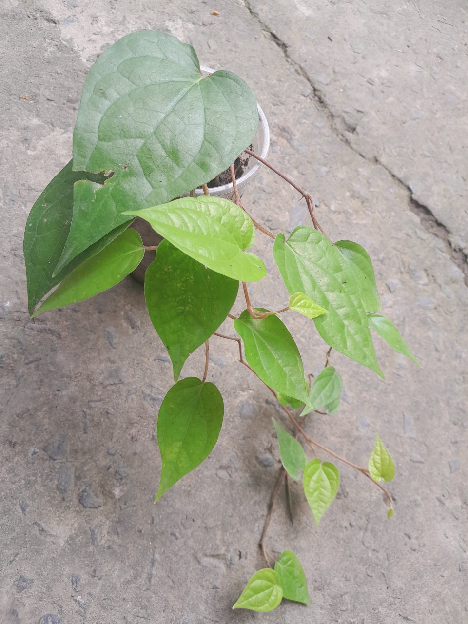 Chậu cây giống lá trầu không ( trầu quế, trầu nhai với cau)