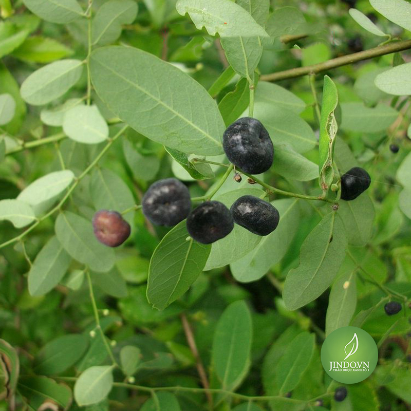 Cây mực (phèn đen) - 1kg khô -DTX206