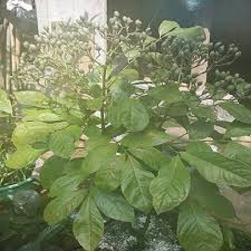 CÂY RAU HÚNG VỊT