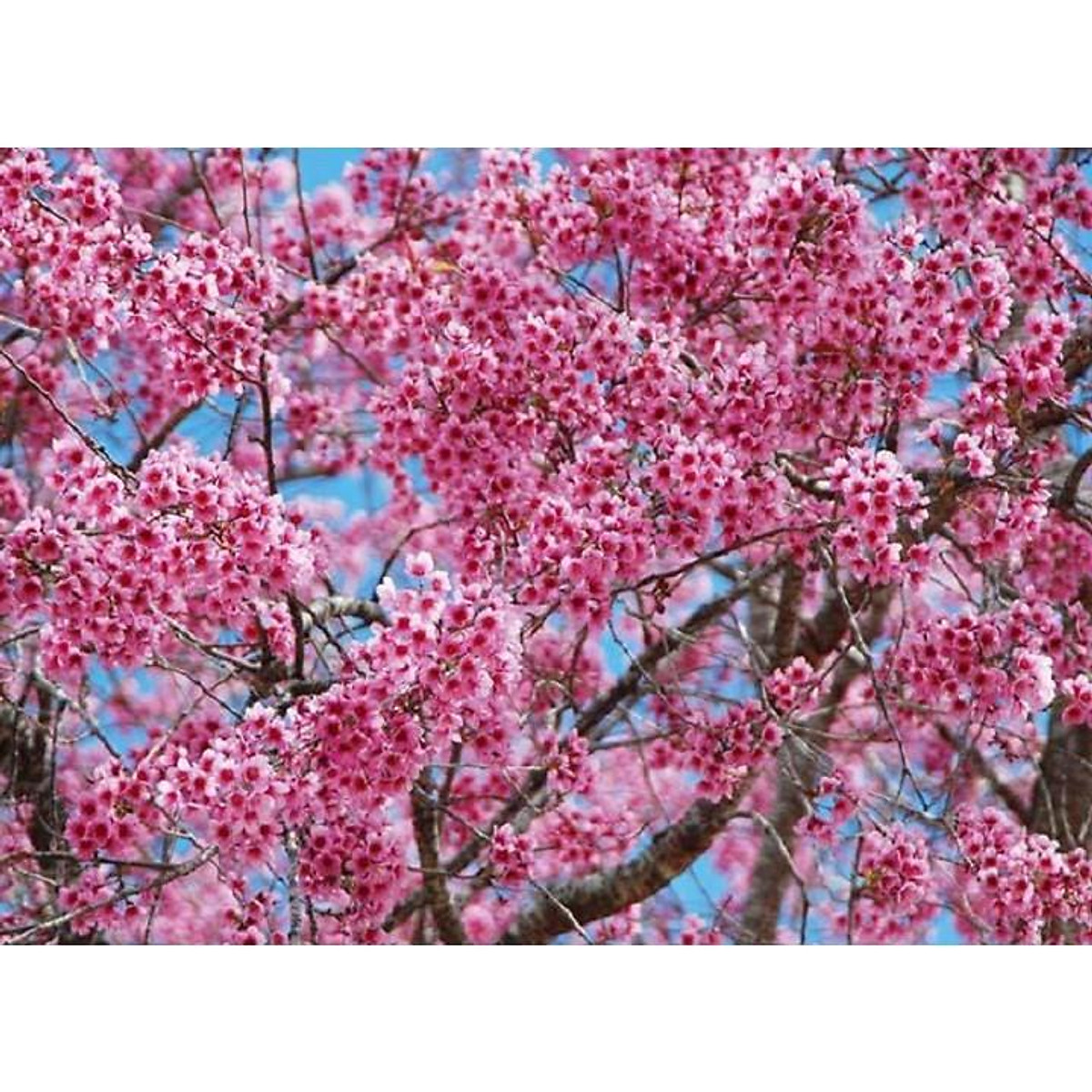 Cây giống hoa muồng anh đào nhật bản