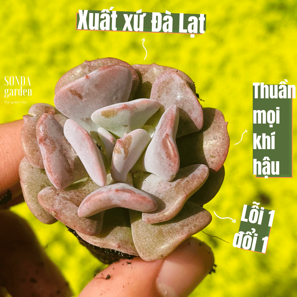 SEN ĐÁ CÚC TÍM SIZE MINI LỖI 1 ĐỔI 1