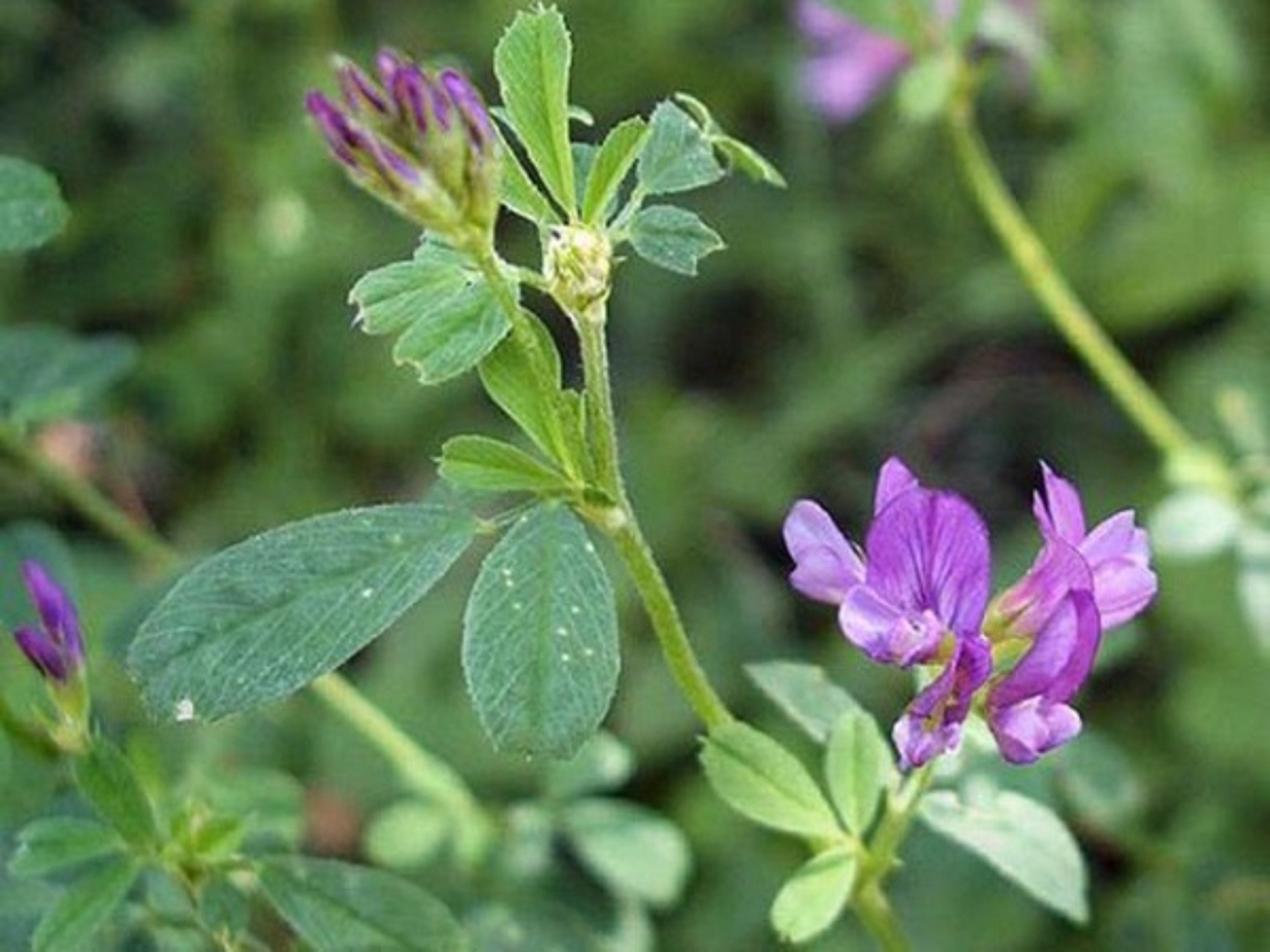 GIỐNG CỎ LINH LĂNG ALFALFA - SIÊU DINH DƯỠNG - THỨC ĂN GIA SÚC - 100g