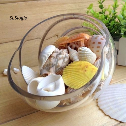 Vỏ ốc biển vỏ sò trang trí hồ cá decor đẹp mắt