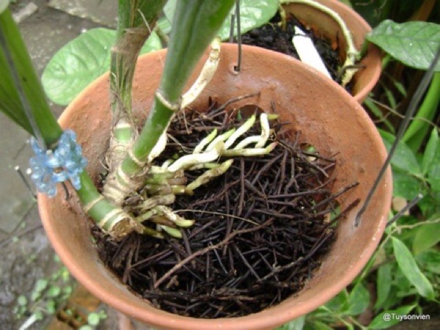 Dớn cọng trồng lan 100gr ( thoáng, giư ẩm tốt, ít mục)
